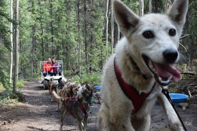 Skagway Shore Excursion: Yukon Discovery Tour - Who Should Consider This Tour?