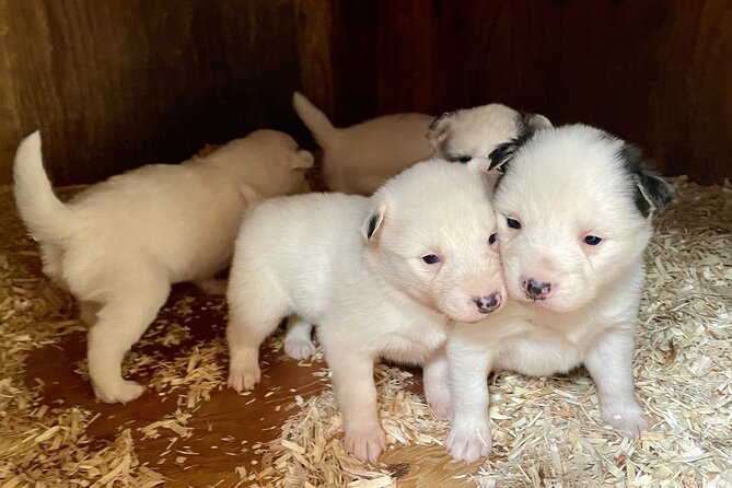 Sled Dog Adventure in Skagway - Who Is This Tour Best For?