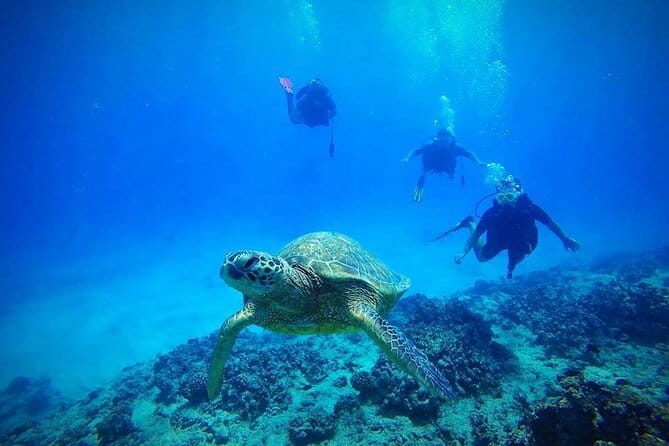 DISCOVER Scuba Diving Experience in Honolulu - Introduction