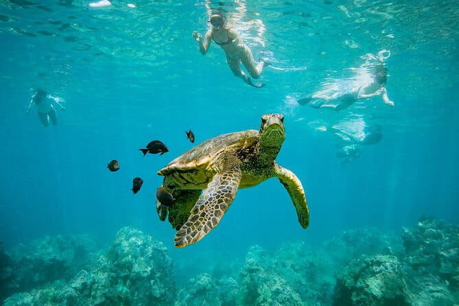 Discover the Magic of Coral Garden’s Turtle Town - Maalaea Harbor - Key Points