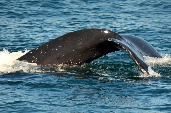 Dolphin and Whale Watching Sunset Cruise - Who Will Love This Tour?