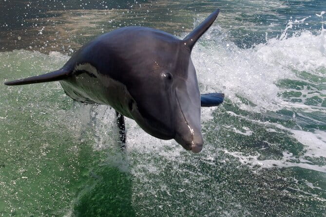 Dolphin Tour in St. Pete Beach - Introduction to the Tour