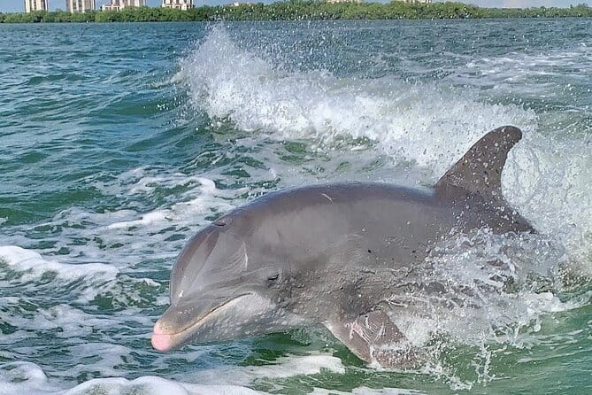 Dolphin Tours - Fort Myers Beach / Naples - Exploring Dolphin Tours - Fort Myers Beach / Naples: An Authentic Water Adventure