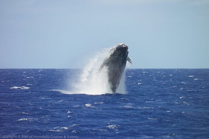 Early Bird Whale Watching Cruise from Waikiki - Key Points