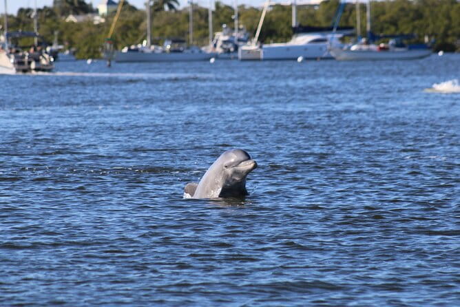 Fort Myers Beach Dolphin & Sightseeing Tour Refreshments Included - Discover the Fort Myers Beach Dolphin & Sightseeing Tour
