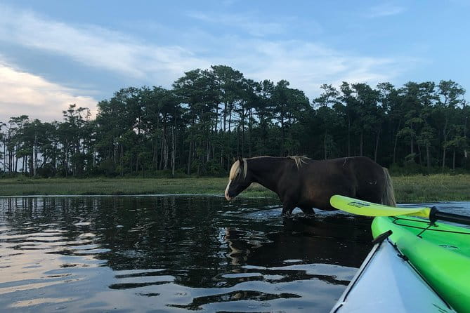 Guided Kayak Tour to see ponies, birds, dolphins and more - Key Points