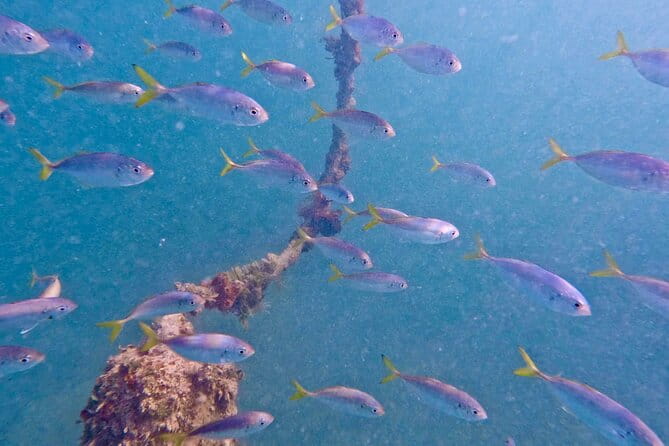 Guided Snorkel Experience, Free Videos in West Palm Beach - What is This Snorkel Experience All About?
