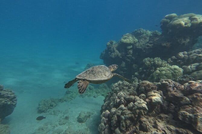 Hanauma Bay Guided Snorkeling Tour with Transportation - What’s Included and What’s Not