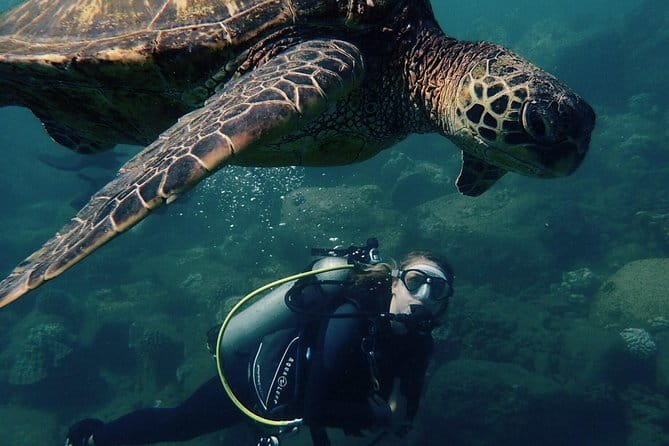 Kauai's Ultimate South Shore 2 Tank Dive (Certified Divers Only) - Exploring Kauai’s Ultimate South Shore 2 Tank Dive: An Honest Review