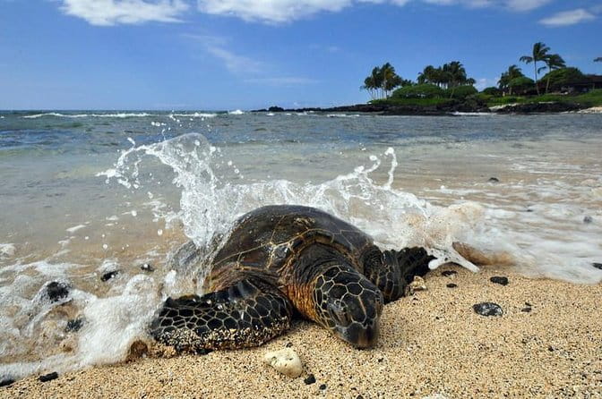 Kona Shore Excursion: Sea Turtles, Historic Kona & Coffee - Introducing the Kona Shore Excursion: Sea Turtles, Historic Kona & Coffee