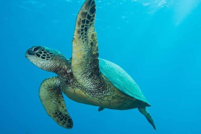 Maui Certified Shore Diving from Lahaina - Key Points