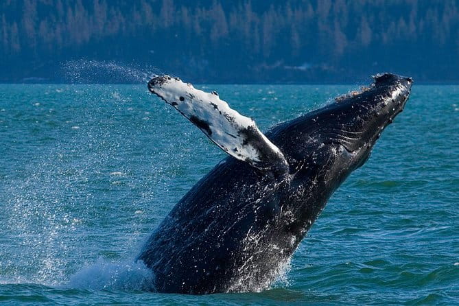 Meares Glacier Cruise Excursion from Valdez - The Tour Experience: A Deep Dive
