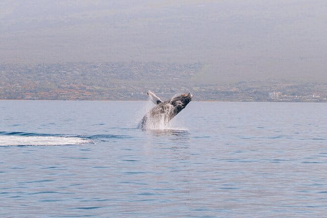 Midday Sail with the Whales Ma'alaea - Introduction