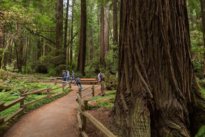 Muir Woods & Sausalito (Return by Bus or Ferry) - The Itinerary in Detail