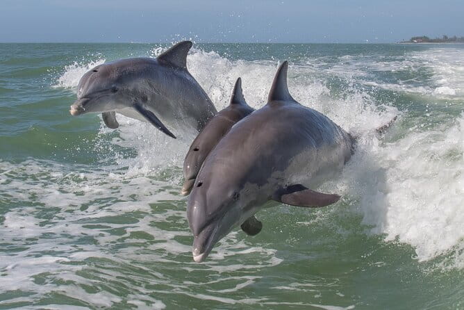 Private Historical Wildlife and Dolphin Cruise South Padre Island - Exploring the Private Historical Wildlife and Dolphin Cruise South Padre Island
