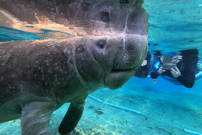 Private Manatee Snorkeling Tour - Key Points