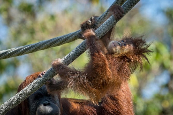 San Diego Zoo and Safari Park 2-Visit Pass Ticket - Key Points