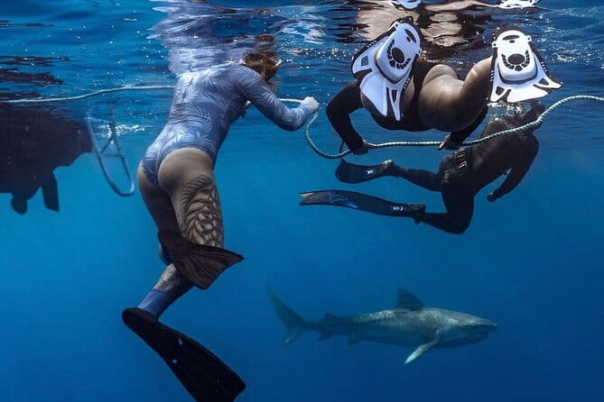 Shark Dive Oahu (No cage) - Key Points