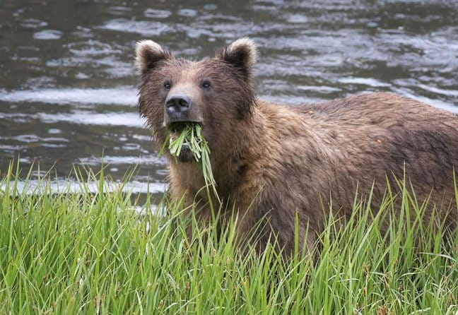 Simply Amazing Sitka Tour: Fortress of the Bear, Alaska Raptor, & Totems - Introduction