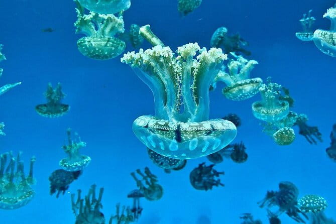 Skip the Ticketing Line: Aquarium of the Pacific General Admission Ticket - The Anatomy of Your Aquarium Visit: What to Expect