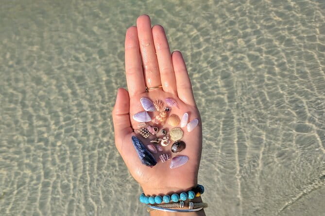 Three Hour Shelling Cruise to Shell Key Preserve from John's Pass - Key Points