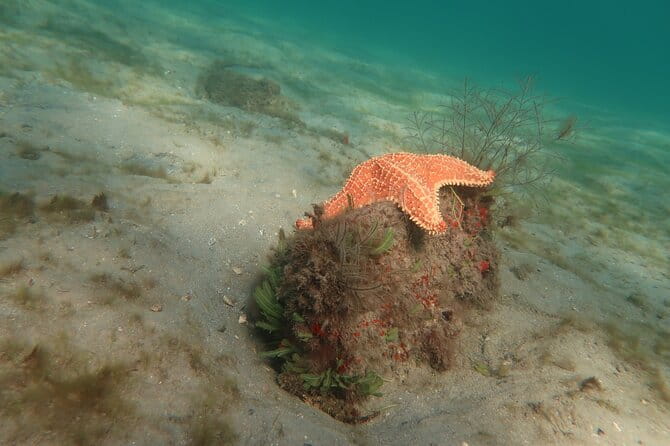 Atlantic Ocean Snorkeling Experience - Authentic Traveler Perspectives