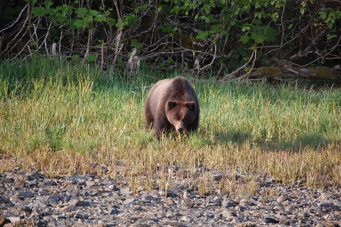 Chichagof Island Tour: Brown Bear Search - What to Expect During the Tour