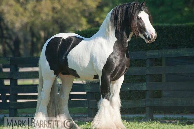 Gypsy Gold Horse Farm Walking Tour - Final Thoughts: Is This Tour Worth Your Time?