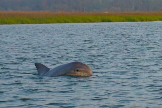 Hilton Head Morning Dolphins & Donuts Cruise - Additional Practical Details