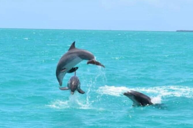 Key West's Favorite Afternoon Dolphin Sail - The Value of the Experience