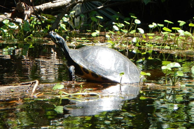 Lofton Creek Kayaking Trip with Professional Guide - A Step-by-Step Look at the Trip