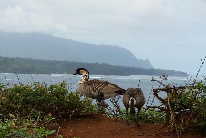 Private Kauai North Shore Tour - Authentic Experiences and Traveler Insights