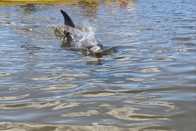 2.5 Hour Kayaking with Manatee and History Tour in Tarpon Springs - An Authentic Look at the Kayaking Experience in Tarpon Springs