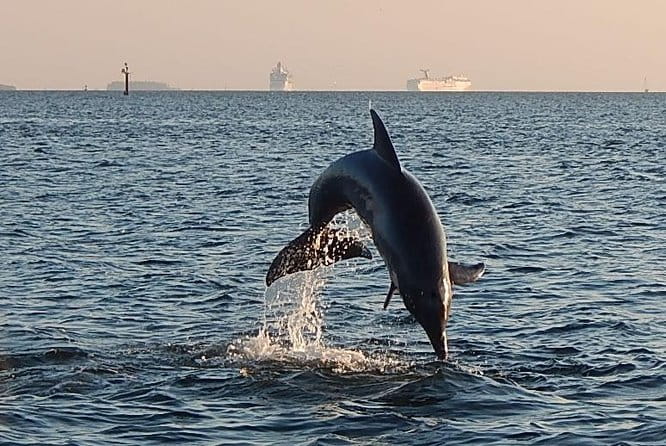1.5-hour Dolphin Sightseeing Cruise from Tampa - Who Will Love This Tour?