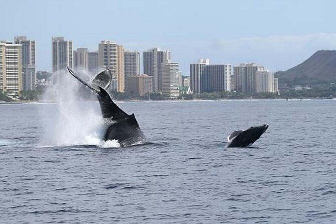 1.5 Hour Whale Watching Cruise With Transportation - What Travelers Can Expect at Each Stage
