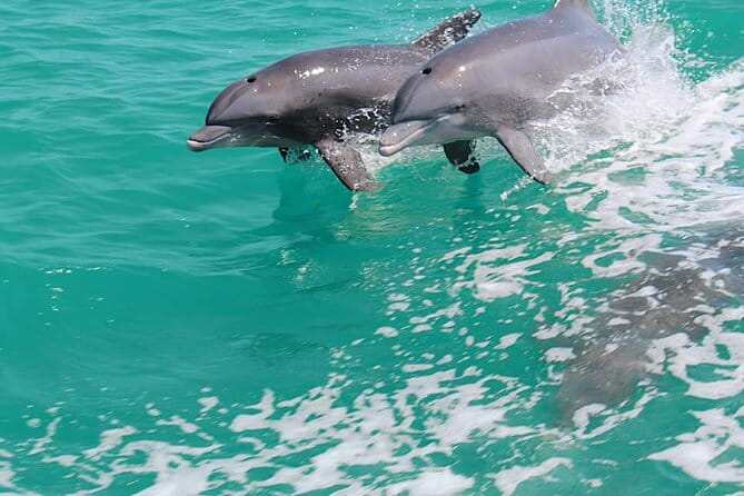 1-hour Dolphin Sightseeing Adventure Cruise from Madeira Beach - Why This Tour Works Well