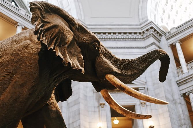 #1 Smithsonian Natural History + American History Museum Tour - FAQ: Practical Questions About This Tour