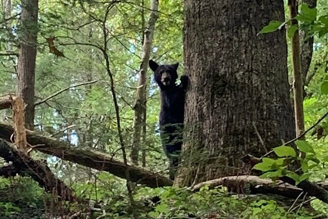 2.5-3 hour Smoky Mountain Cherokee Blue Ridge Parkway Safari tour - Pricing and Value