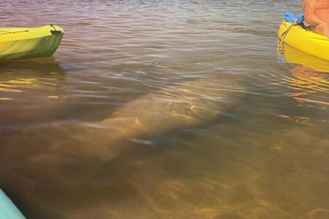 2.5 Hour Kayaking with Manatee and History Tour in Tarpon Springs - FAQs