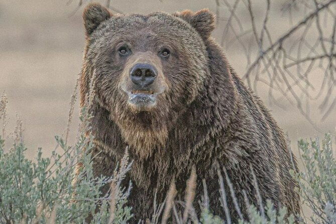 2-Day Private Yellowstone Tour(Lower and Upper Loops w Iconic Sites) w Lunch - Deep Dive into the Itinerary