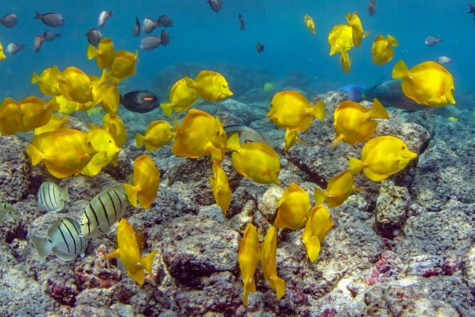 2-Hour Dolphin Watching and Double Reef with Snorkel in Hawaii - A Closer Look at the Itinerary