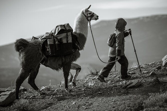 2-Hour Llama Hike - An In-Depth Look at the 2-Hour Llama Hike