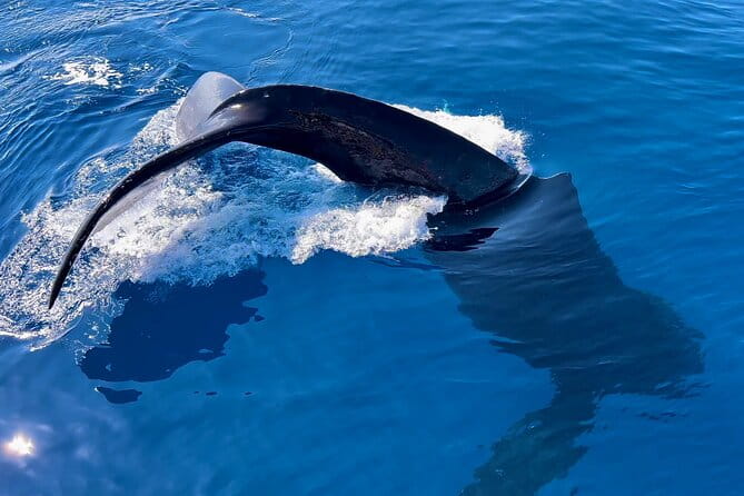 2 Hour Prime Time Maui Whale Watching - Why This Tour Works for Different Travelers