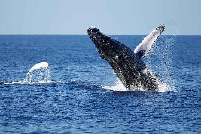 3-Hour Guided Whale and Dolphin Watching Experience in San Diego - Final Thoughts: Is This Tour Right for You?