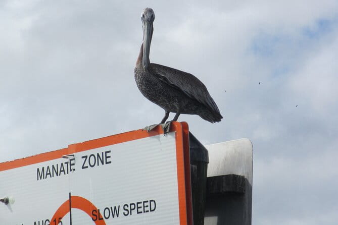 3 Hour See Crystal River Wildlife Safari Boat Cruise - Value and Who Will Enjoy This Tour