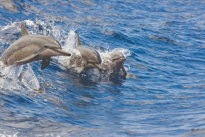 3-Hour Small-Group Maalaea Luxury Snorkel Cruise Tour - Why This Tour Offers Great Value