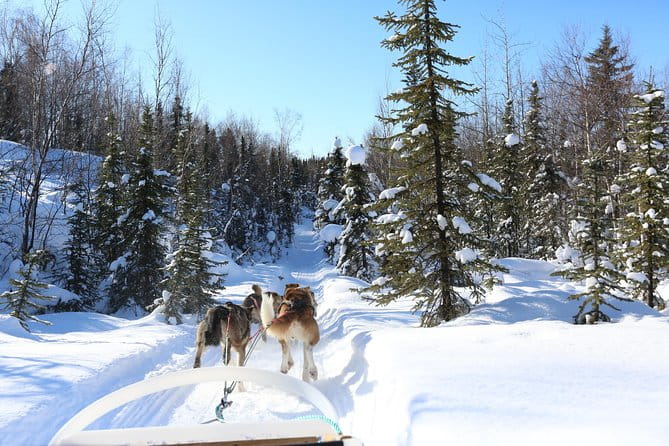 30-minute Dog Sledding Tour in Fairbanks (without transportation) - Practicalities: What to Know Before You Book