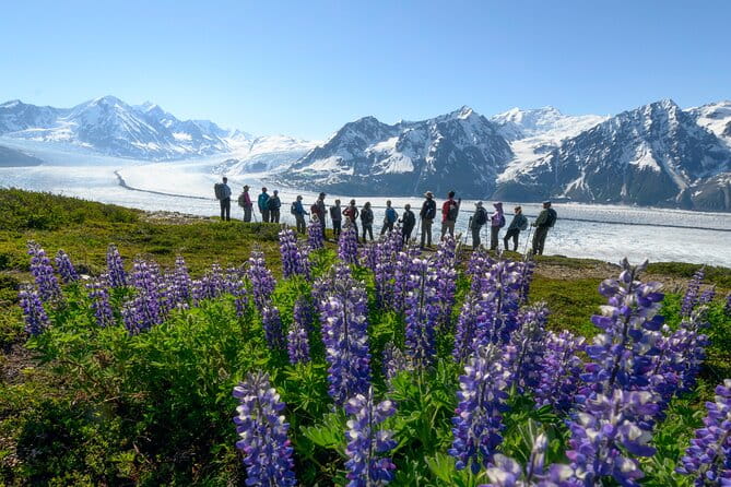 Alaska Heli Hiking - ANCHORAGE AREA - Why This Tour Is Worth It