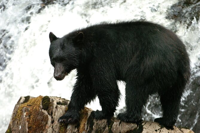Alaskan Bear Encounter by Land & Sea - Authentic Experiences and Authenticity