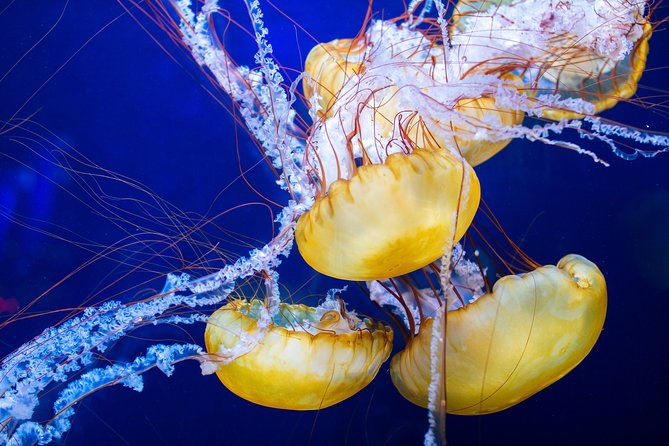 Aquarium of the Bay General Admission Ticket - Final Thoughts